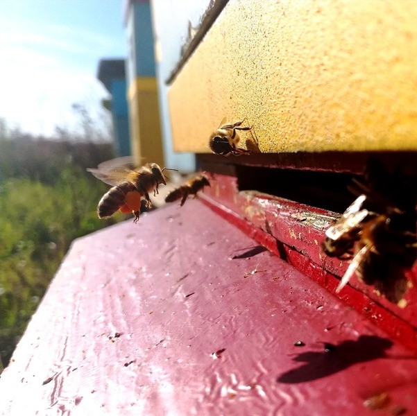 Pszczoła wracająca do ula z pyłkiem